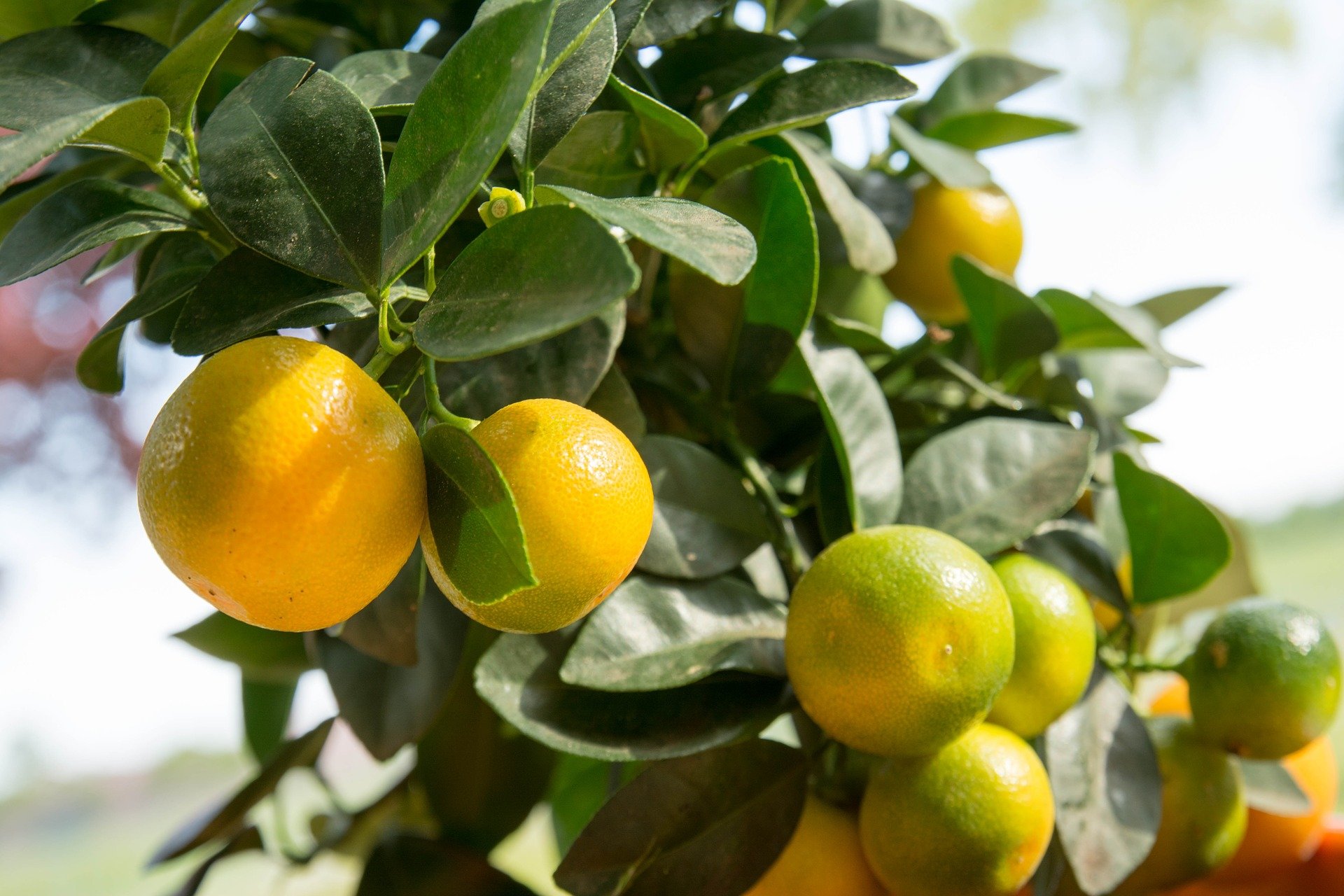 The Wonders of Calamansi Its Health and Skin Care Benefits